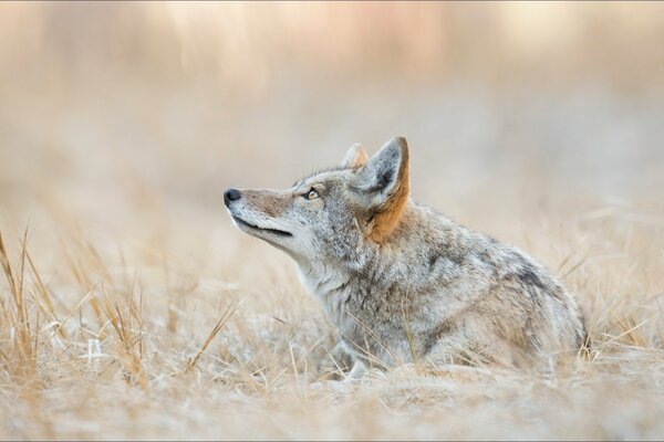 Coyote en la hierba seca cubierta de nieve