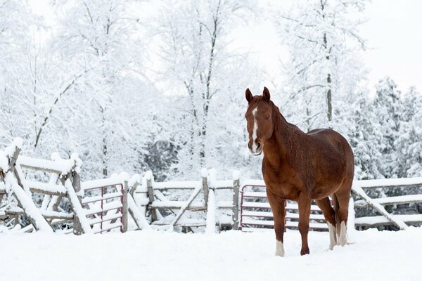 Paesaggio invernale e cavallo sullo sfondo della neve