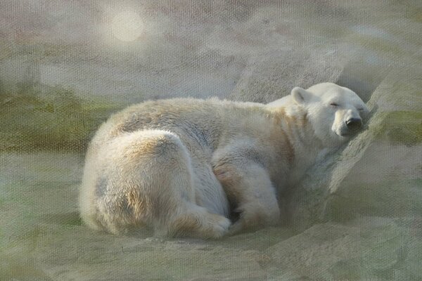 Картина белого полярного медведя спящего на снегу