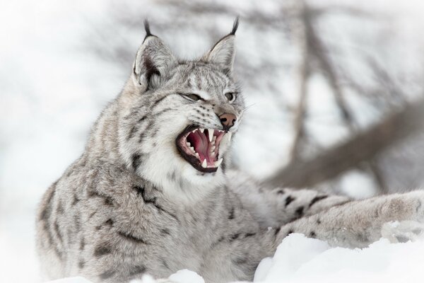Snarl of a lynx in winter in the snow