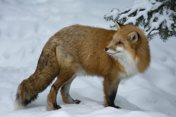 Vorsichtiger Fuchs im Schnee