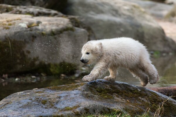 A white wet bear cub in splashes