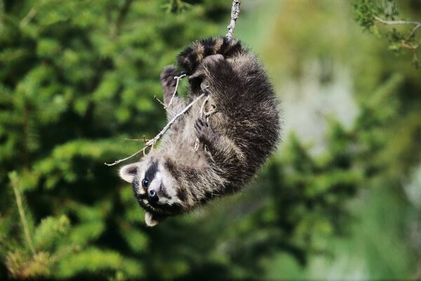 The raccoon hung on a branch