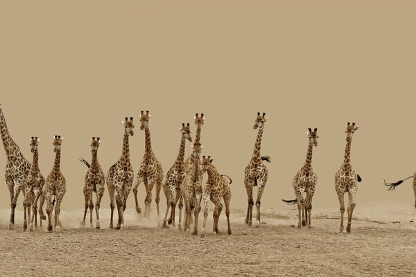 A herd of running giraffes in the desert