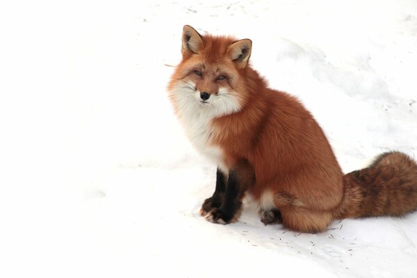 Renard rusé sur la neige blanche