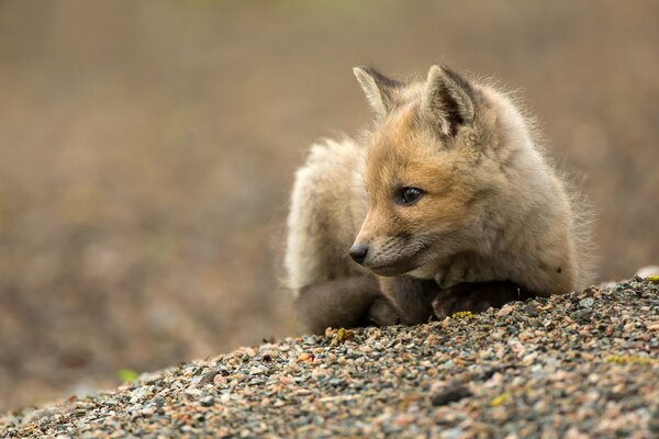 Little red fox on the ground