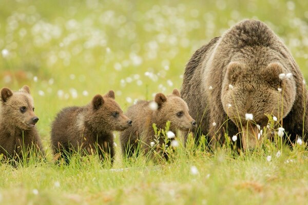 Oso Pardo con cachorros en la naturaleza