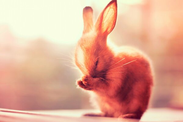 Il piccolo coniglio preme le zampe sulle orecchie