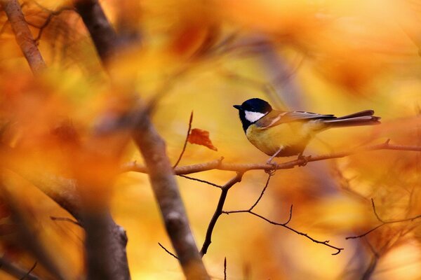 Otoño dorado. Pájaro en una rama