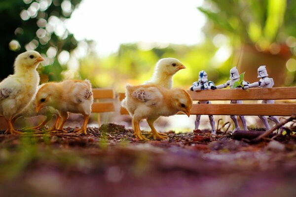 Poussins comme jouets dans Star Wars