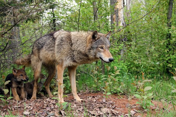 A wolf with a wolf cub in the summer forest