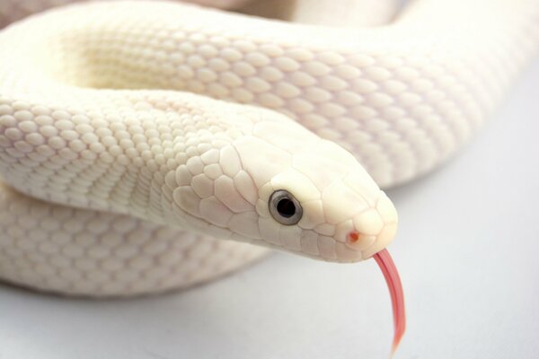 Wąż albinos pokazał język