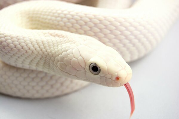 Змея альбинос показала язык