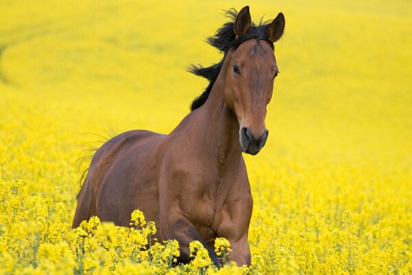 A horse among yellow flowers