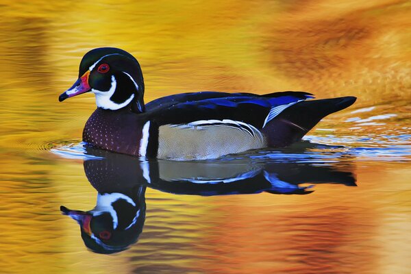 Drake lumineux sur la surface du lac