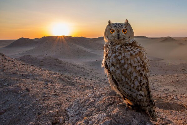 An owl sits in the desert at sunset