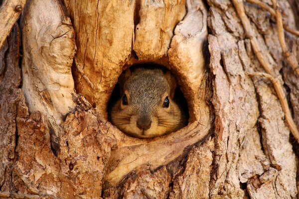 Cute squirrel face peeking out of a hollow