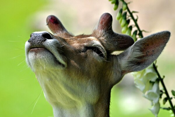 Cerf sur fond de fleurs photo