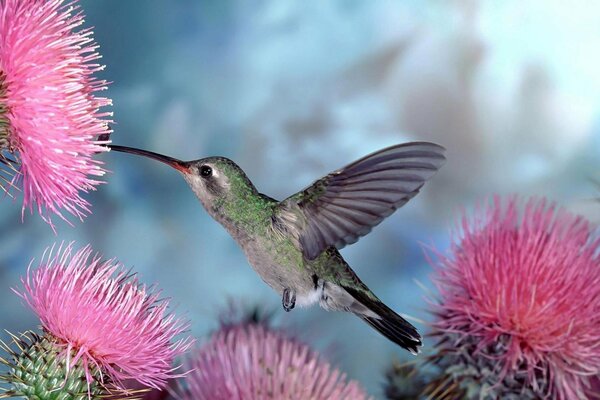 Uccello colibrì su uno sfondo di fiori