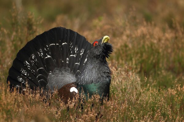 Oiseau noir-tétras avec la tête levée dans le champ