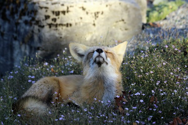 The sly fox looks at the sky