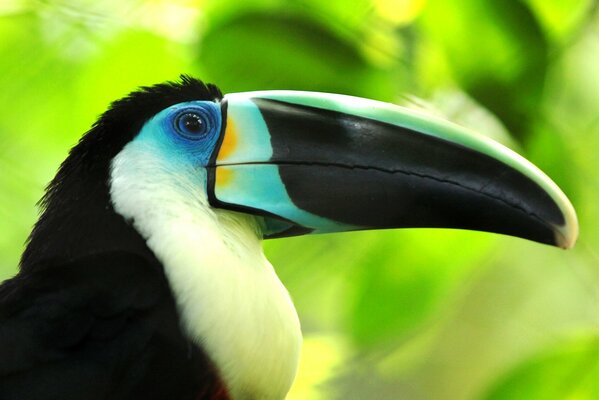 Toucan oiseau exotique sur fond de feuillage vert