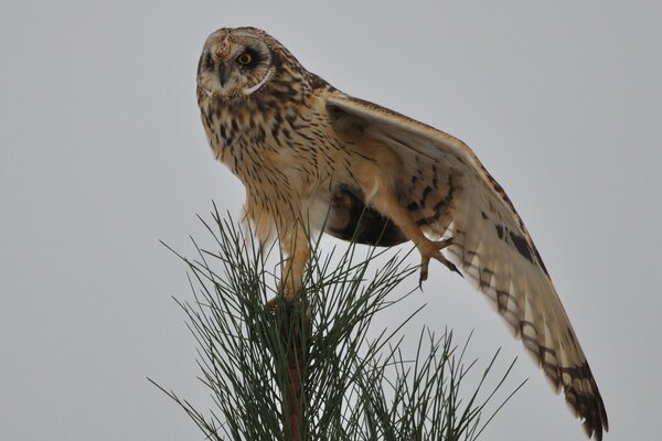 Oiseau hibou pointe de l arbre aiguilles