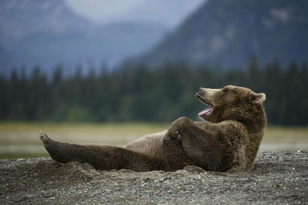 El oso se acuesta sobre su espalda y juega en un montón de tierra