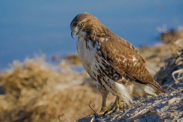 Proud hawk or red-tailed buzzard