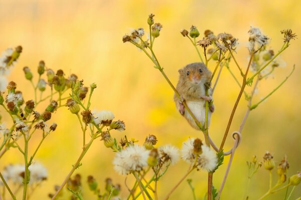 Une petite souris tient sur les brindilles de la plante