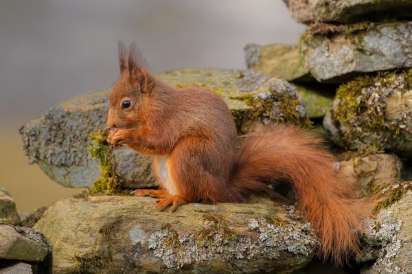 Squirrel sits on a rock and eats