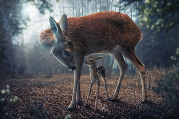 Touching scene of a fawn with her mother