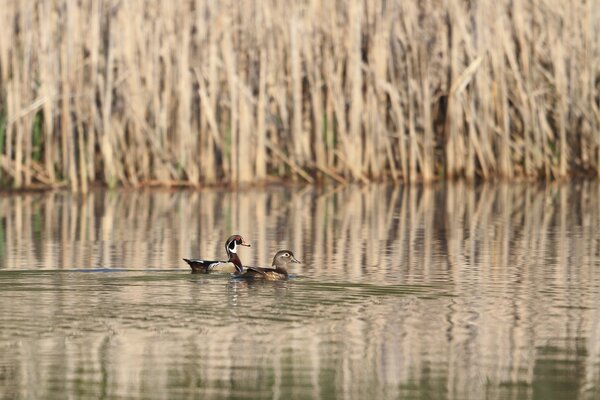 Zwei Enten schwimmen auf einem See unter Schilf