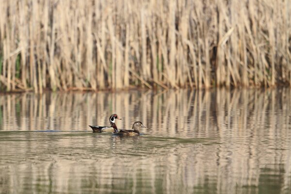Two ducks swim on the lake among the reeds
