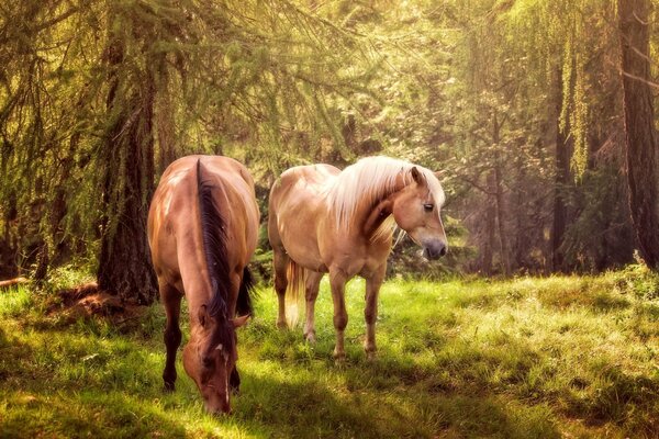 Natur des Waldes mit Pferden, die Gras zerreißen