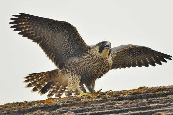 Aleteo de las alas del halcón peregrino depredador