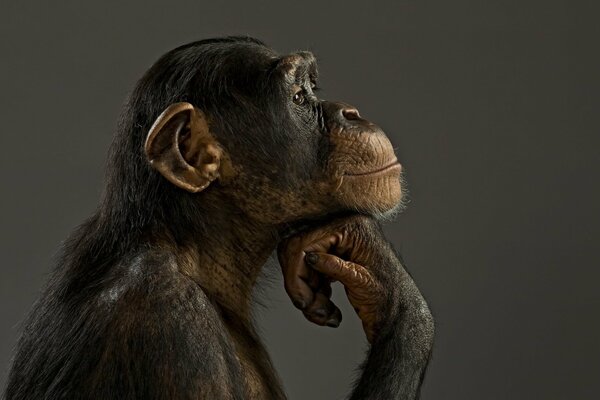 Задумчивая шемпанзе в профиль