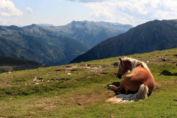 Le cheval se reposait dans les montagnes