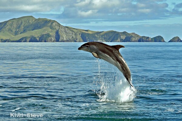 Dauphin dans la mer sur fond de rochers