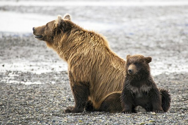 Brown Bear family vacation