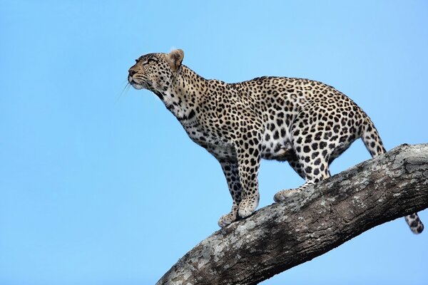 Un leopardo africano en el fondo de un cielo azul sin nubes, de pie en una rama de un árbol, Mira a lo lejos