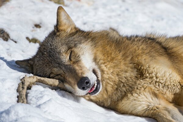 The wolf sleeps in the snow