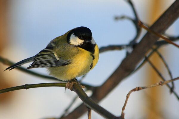 A chickadee sitting on the branches of a tree