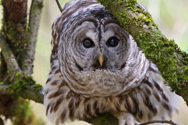 Un hibou sur une branche transperce son regard