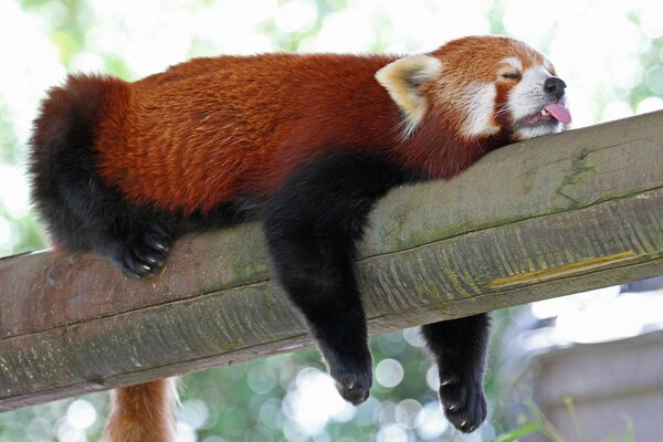 Panda rojo durmiendo en un tronco sacando la lengua