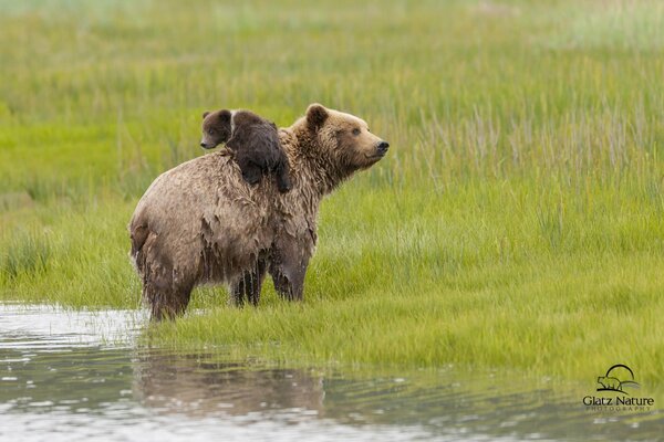 A bear with a bear cub came out of the lake