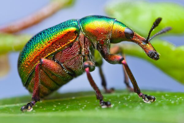 Macro photography of a weevil colorful photo