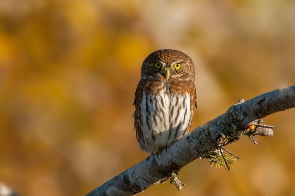 A sparrow owl sits on a branch