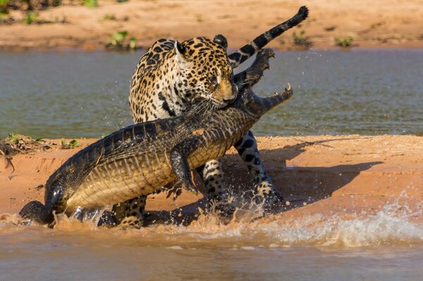 Безжалостная битва ягуара с крокодилом