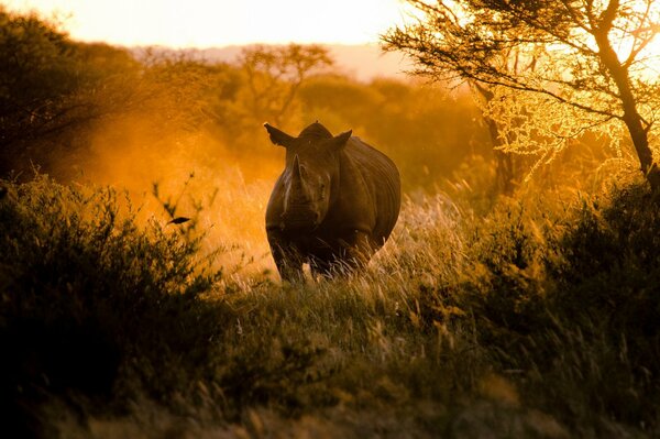 Un rinoceronte corre al atardecer por África